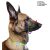 Dogtech Doberman 1