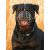 Dogtech Rottweiler 3